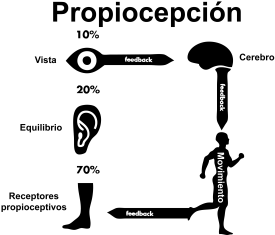 proprioception